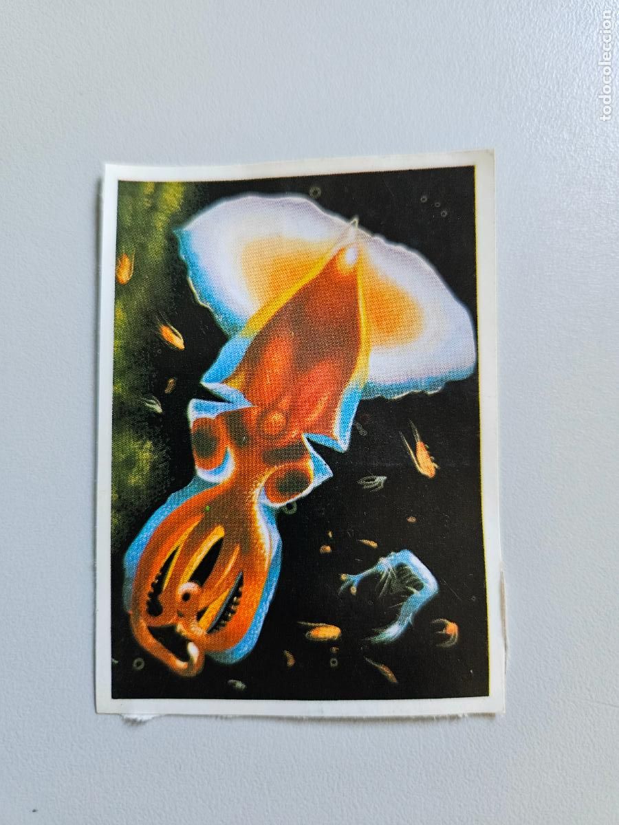 Coleccionismo Cromos antiguos: Panorama animales y plantas cromo n&ordm; 231, &aacute;lbum Maga, 1976