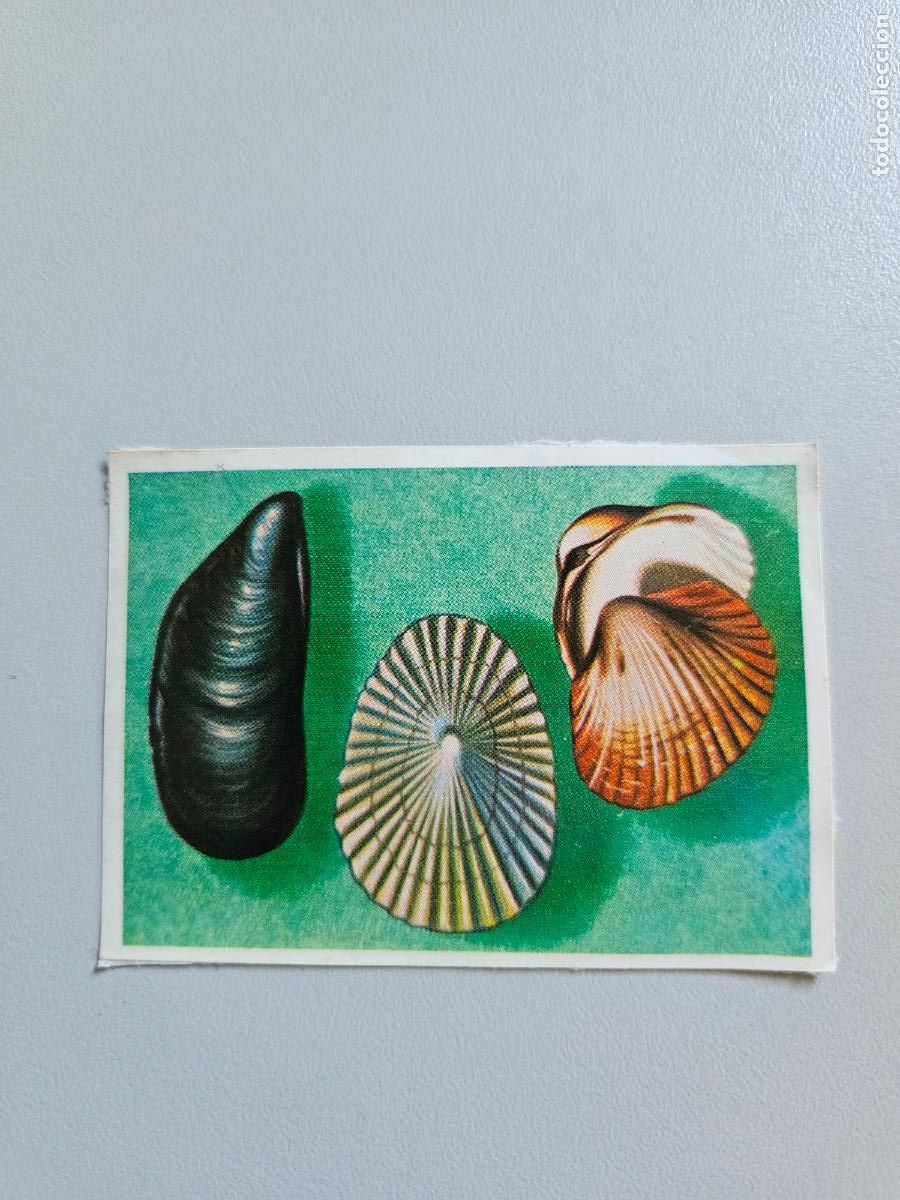 Coleccionismo Cromos antiguos: Panorama animales y plantas cromo n&ordm; 232, &aacute;lbum Maga, 1976