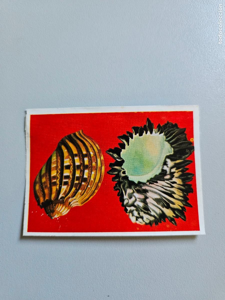 Coleccionismo Cromos antiguos: Panorama animales y plantas cromo n&ordm; 233, &aacute;lbum Maga, 1976