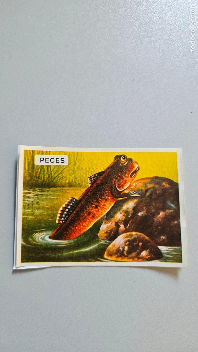 Coleccionismo Cromos antiguos: Panorama animales y plantas cromo n&ordm; 235, &aacute;lbum Maga, 1976