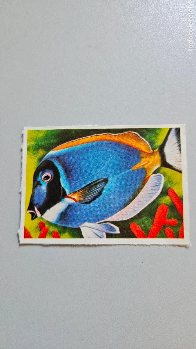 Coleccionismo Cromos antiguos: Panorama animales y plantas cromo n&ordm; 236, &aacute;lbum Maga, 1976