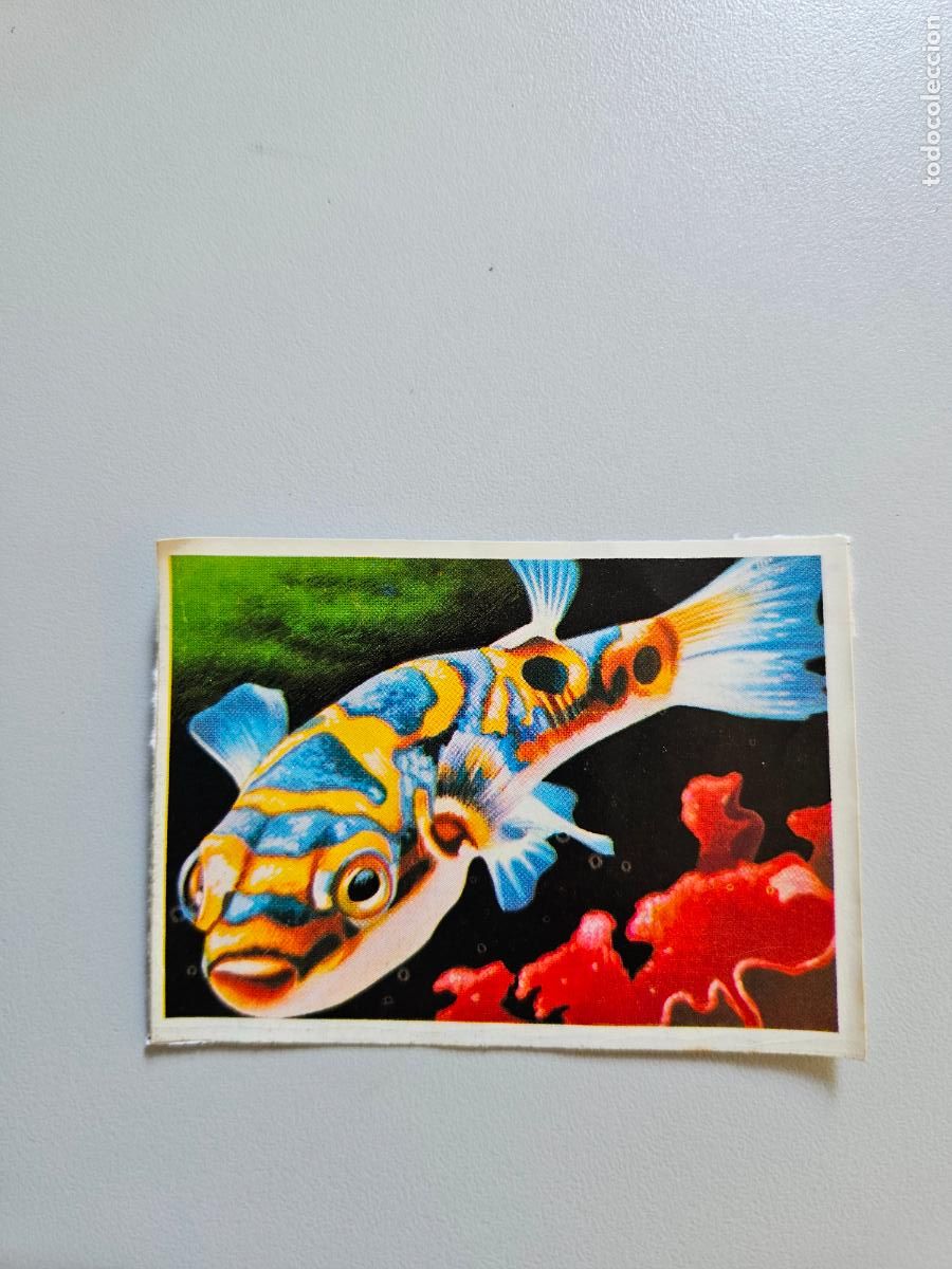 Coleccionismo Cromos antiguos: Panorama animales y plantas cromo n&ordm; 237, &aacute;lbum Maga, 1976