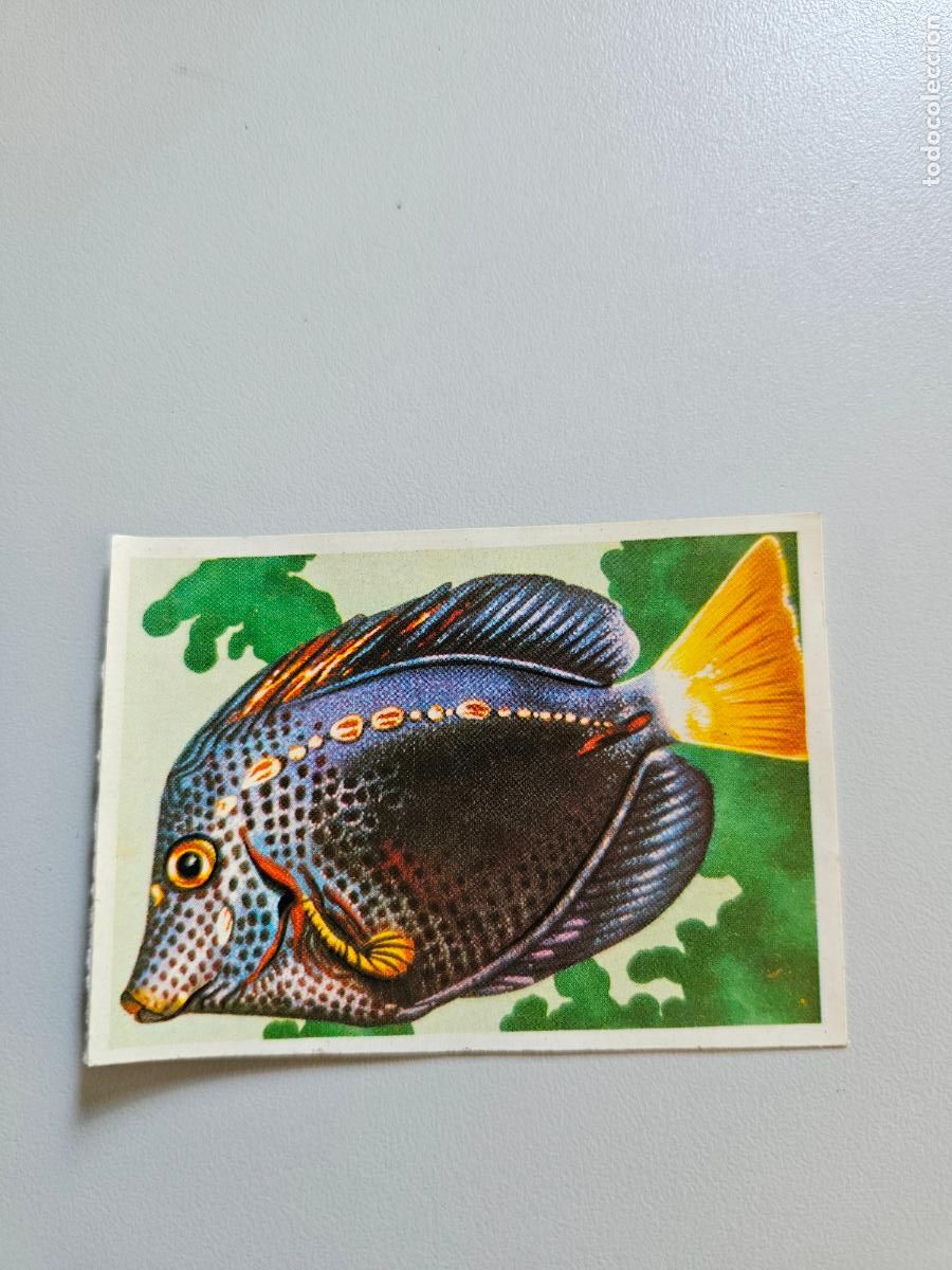 Coleccionismo Cromos antiguos: Panorama animales y plantas cromo n&ordm; 238, &aacute;lbum Maga, 1976