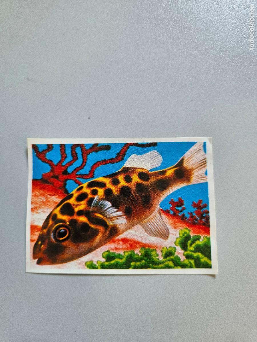 Coleccionismo Cromos antiguos: Panorama animales y plantas cromo n&ordm; 239, &aacute;lbum Maga, 1976