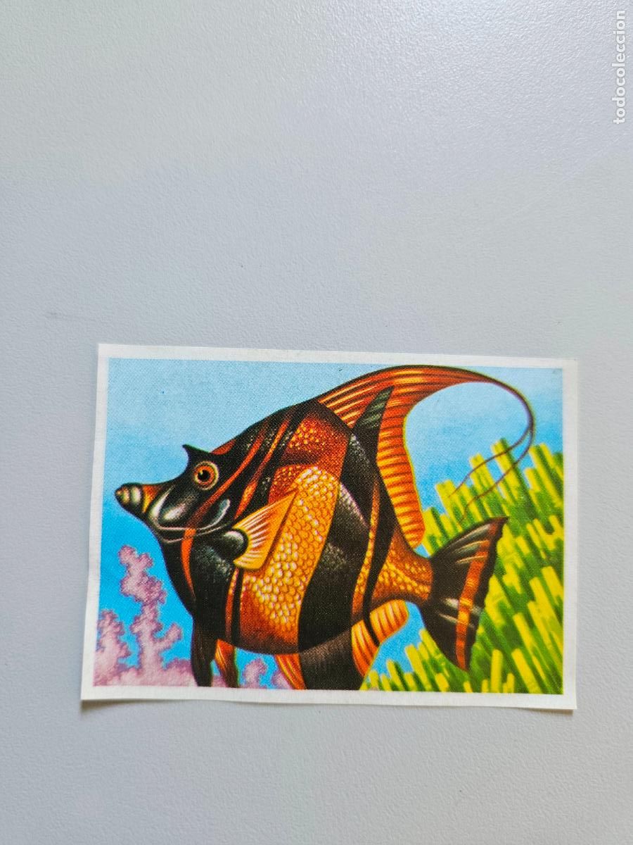 Coleccionismo Cromos antiguos: Panorama animales y plantas cromo n&ordm; 242, &aacute;lbum Maga, 1976