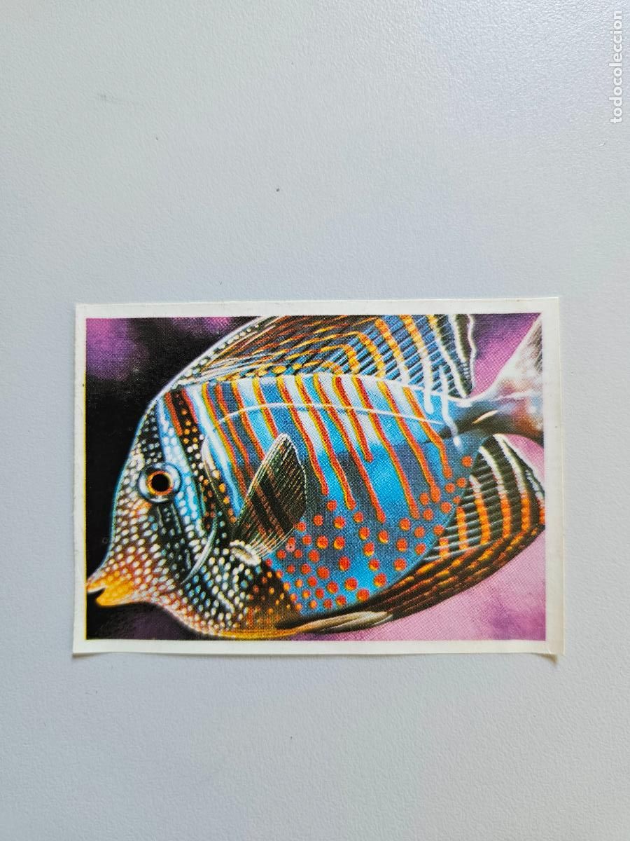 Coleccionismo Cromos antiguos: Panorama animales y plantas cromo n&ordm; 243, &aacute;lbum Maga, 1976