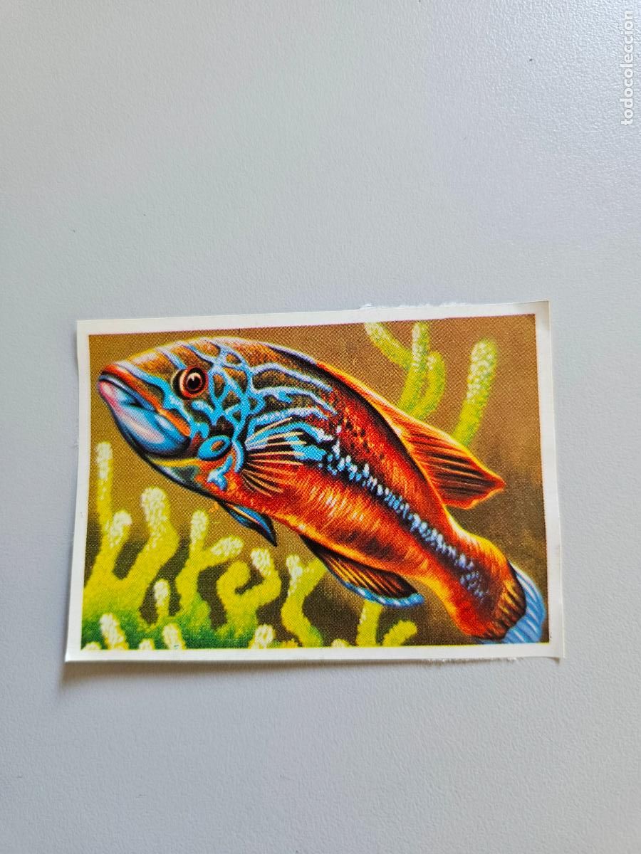 Coleccionismo Cromos antiguos: Panorama animales y plantas cromo n&ordm; 247, &aacute;lbum Maga, 1976