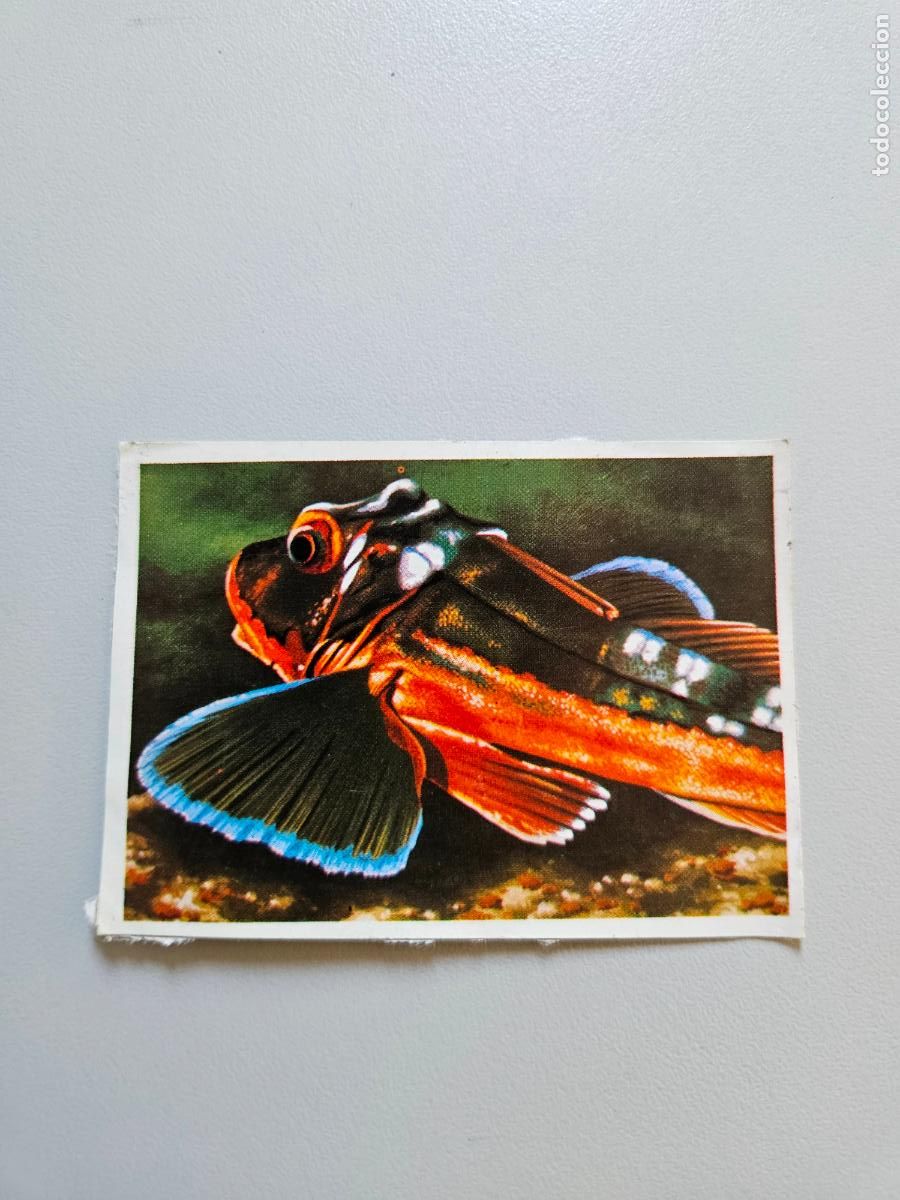 Coleccionismo Cromos antiguos: Panorama animales y plantas cromo n&ordm; 248, &aacute;lbum Maga, 1976