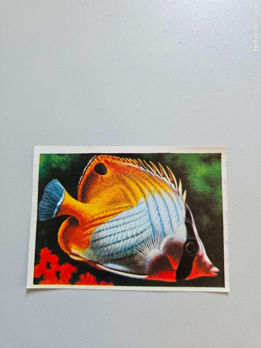 Coleccionismo Cromos antiguos: Panorama animales y plantas cromo n&ordm; 250, &aacute;lbum Maga, 1976