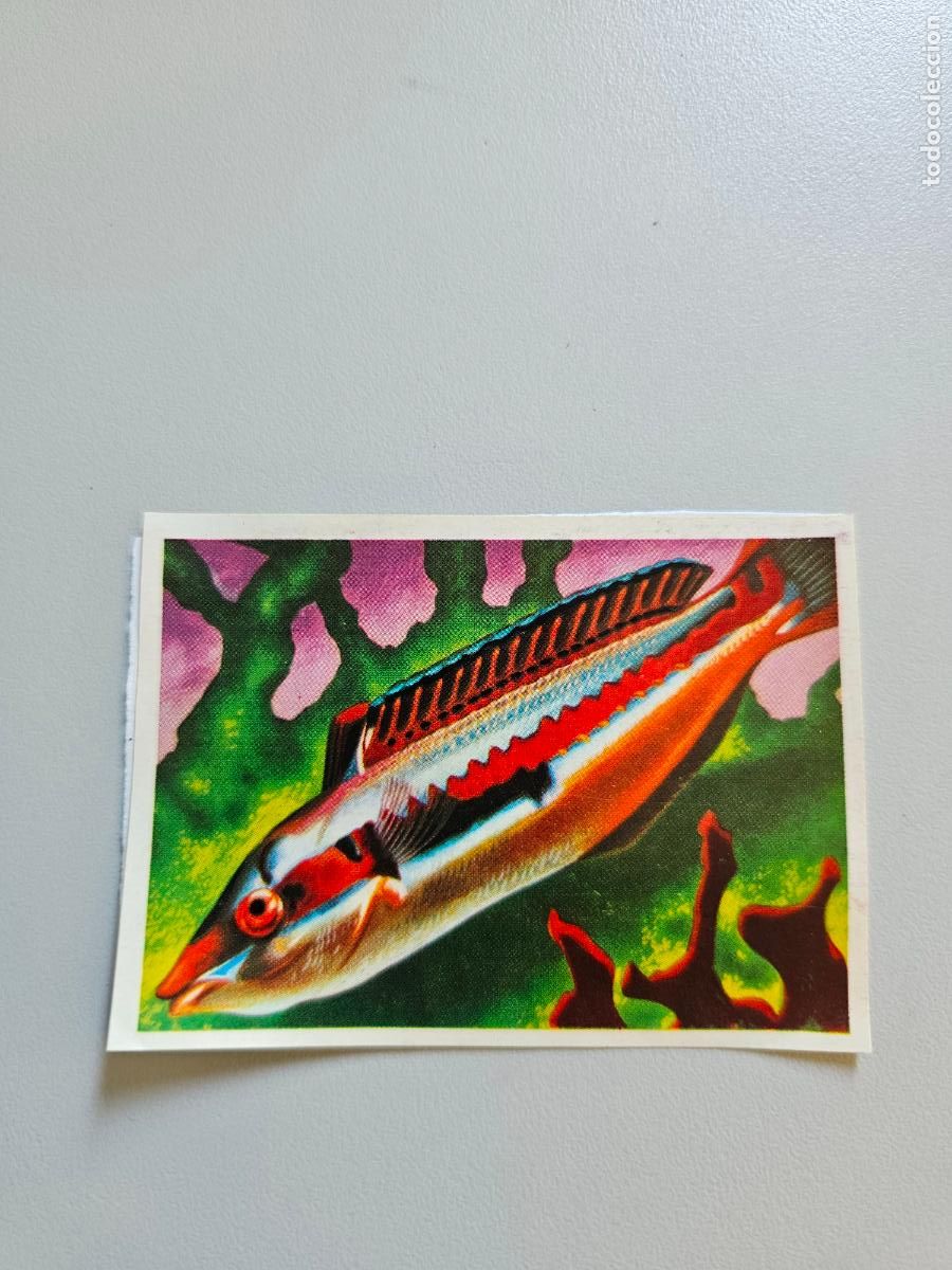 Coleccionismo Cromos antiguos: Panorama animales y plantas cromo n&ordm; 252, &aacute;lbum Maga, 1976