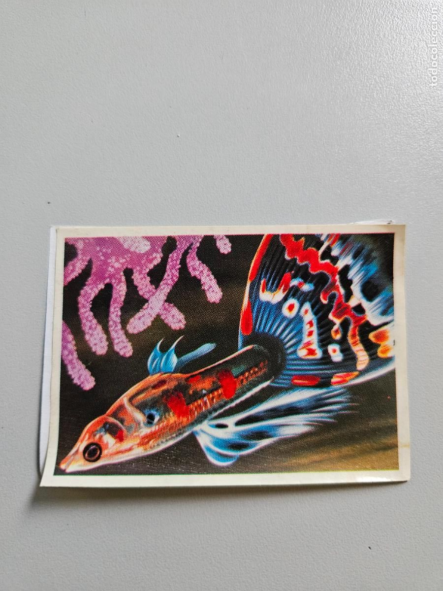 Colecionismo Cromos antigos: Panorama animales y plantas cromo n&ordm; 253, &aacute;lbum Maga, 1976