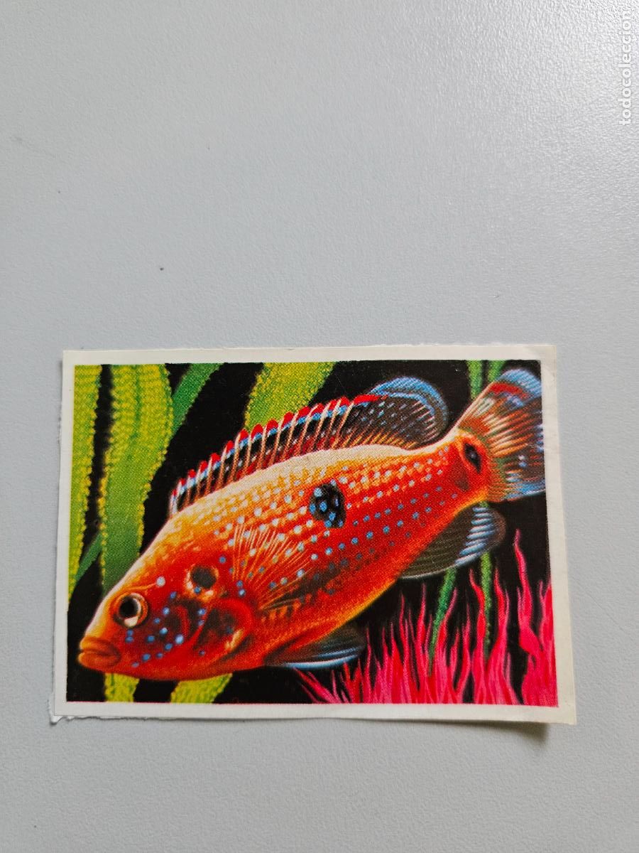 Colecionismo Cromos antigos: Panorama animales y plantas cromo n&ordm; 255, &aacute;lbum Maga, 1976
