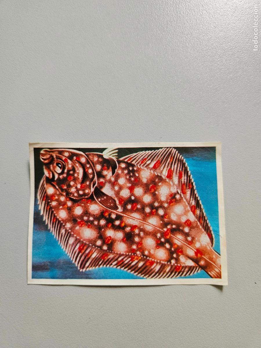 Colecionismo Cromos antigos: Panorama animales y plantas cromo n&ordm; 256, &aacute;lbum Maga, 1976