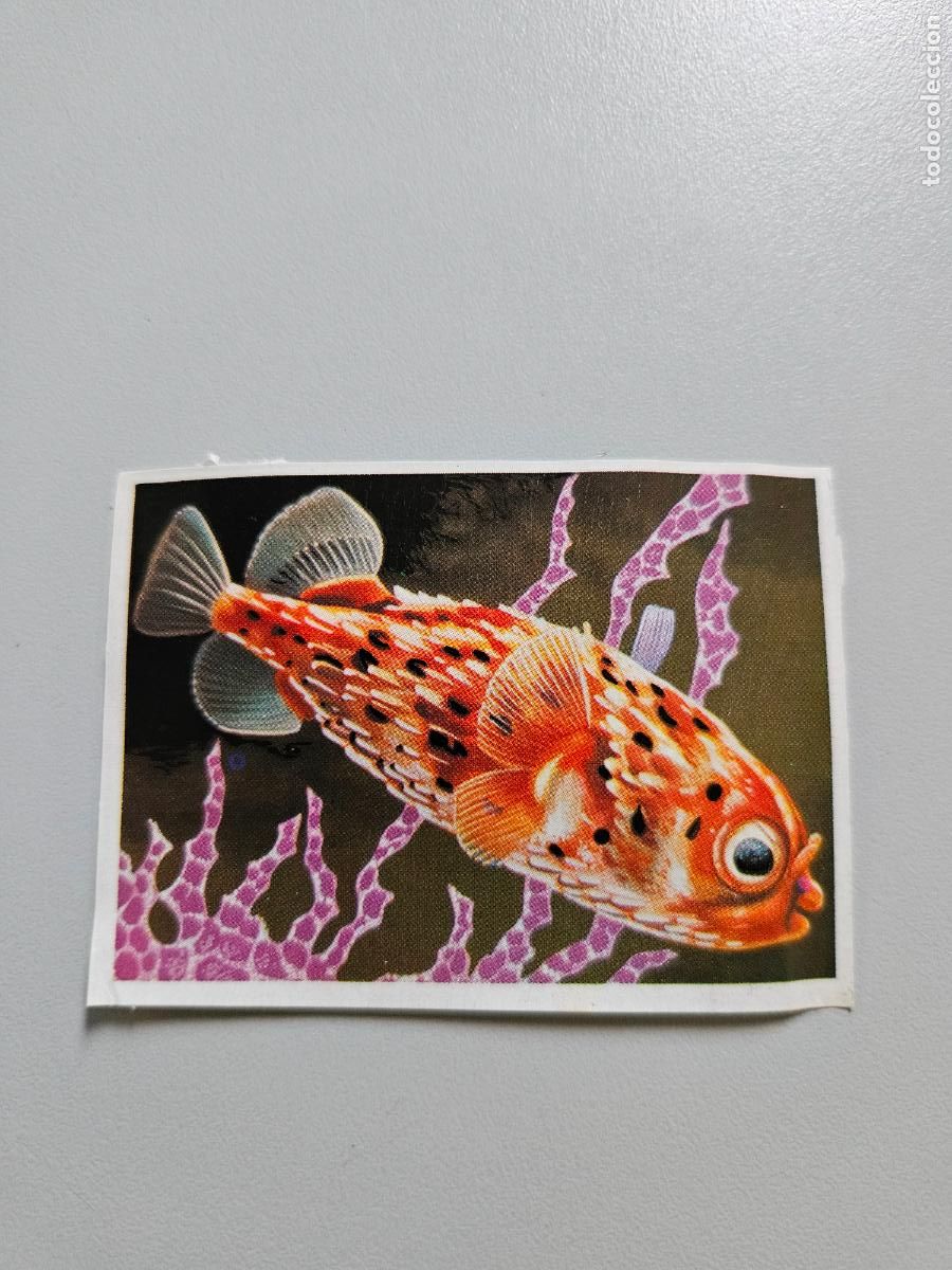 Colecionismo Cromos antigos: Panorama animales y plantas cromo n&ordm; 257, &aacute;lbum Maga, 1976