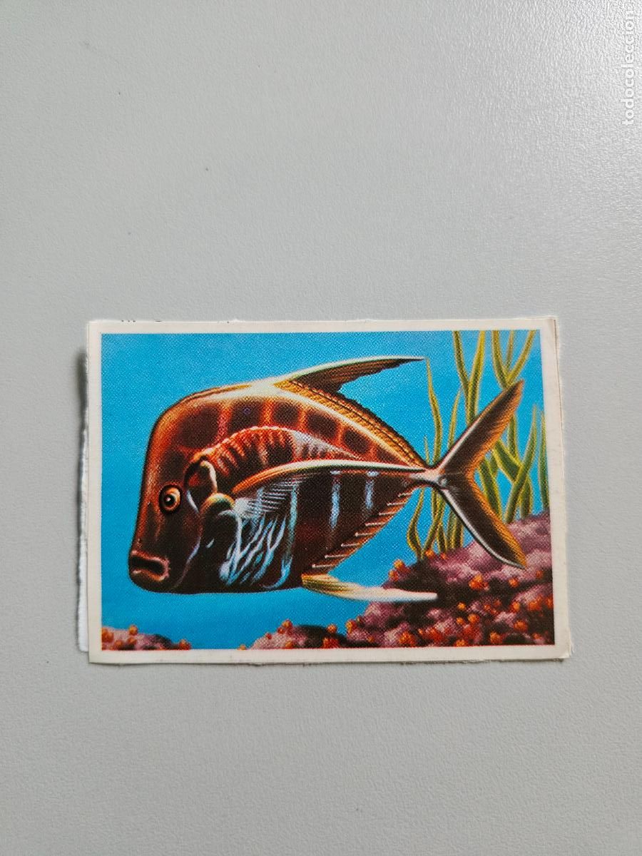 Colecionismo Cromos antigos: Panorama animales y plantas cromo n&ordm; 258, &aacute;lbum Maga, 1976