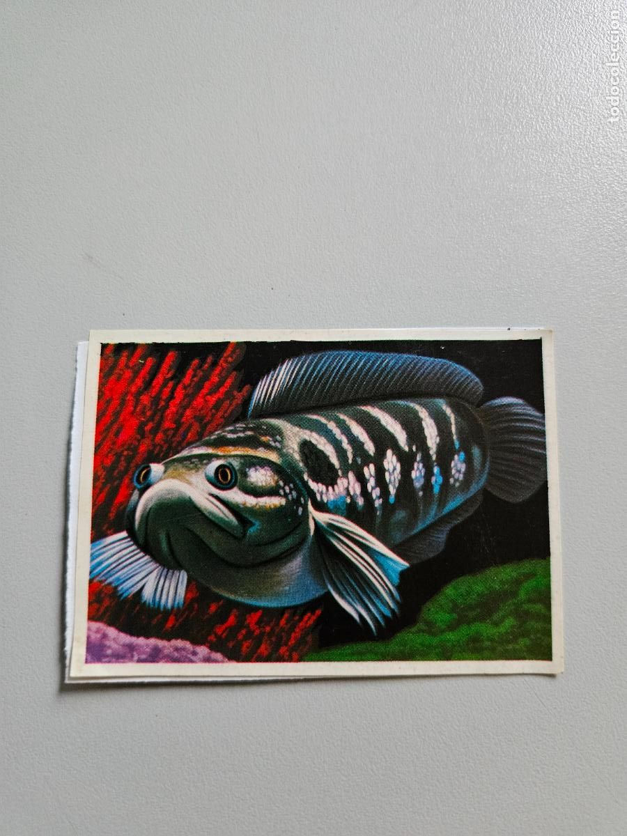 Collezionismo Figurine antiche: Panorama animales y plantas cromo n&ordm; 259, &aacute;lbum Maga, 1976