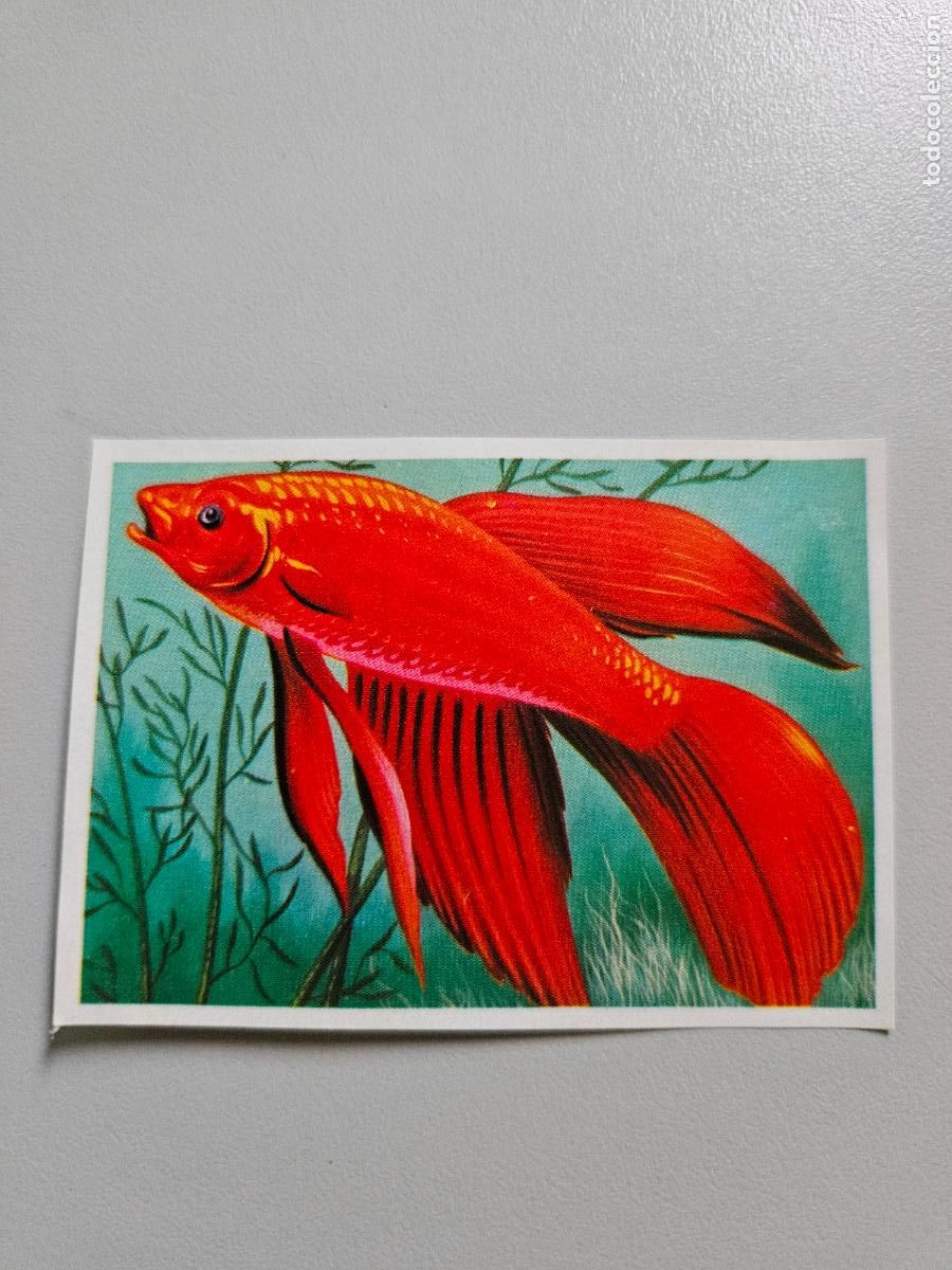 Collezionismo Figurine antiche: Panorama animales y plantas cromo n&ordm; 260, &aacute;lbum Maga, 1976