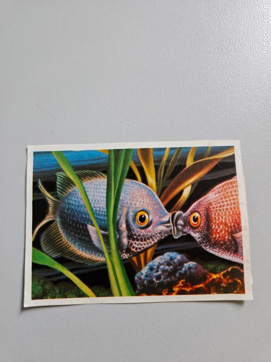 Collezionismo Figurine antiche: Panorama animales y plantas cromo n&ordm; 261, &aacute;lbum Maga, 1976