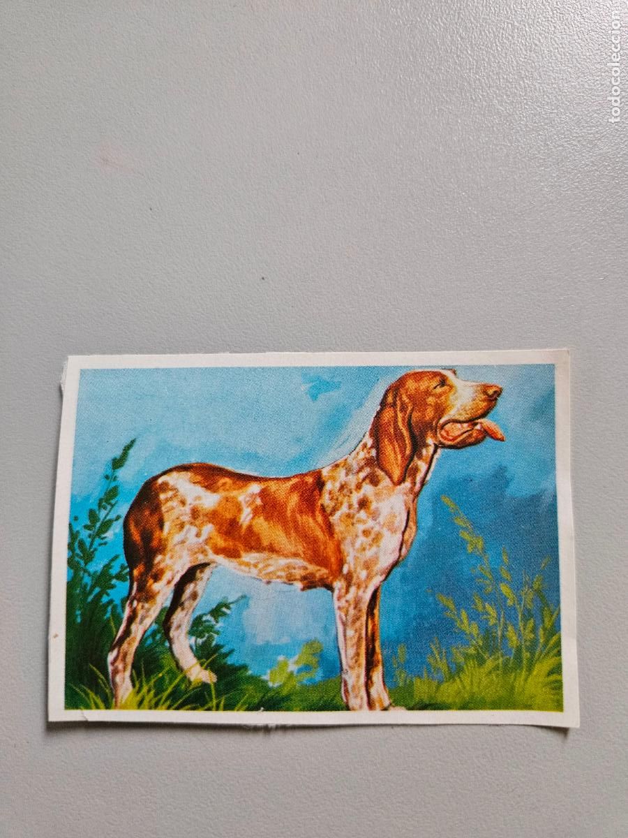 Collezionismo Figurine antiche: Panorama animales y plantas cromo n&ordm; 263, &aacute;lbum Maga, 1976