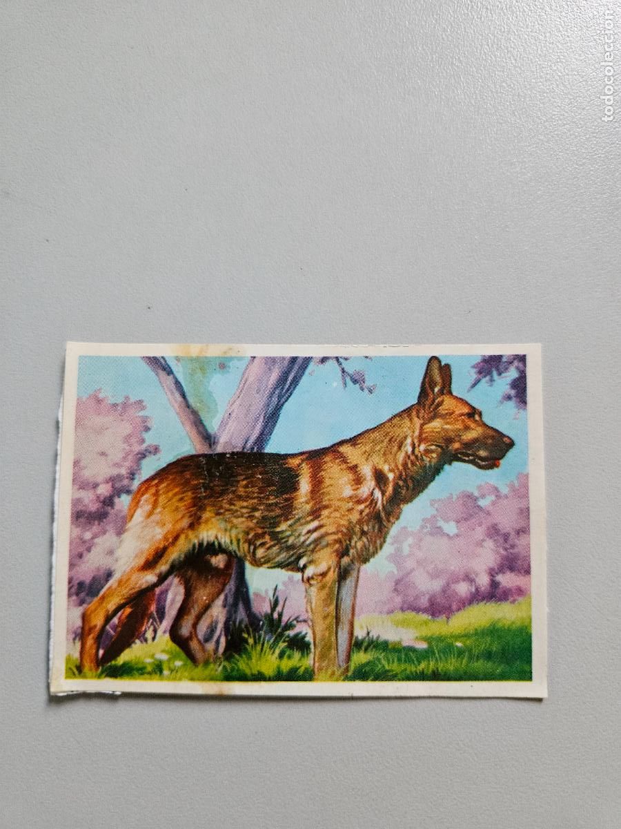 Collezionismo Figurine antiche: Panorama animales y plantas cromo n&ordm; 265, &aacute;lbum Maga, 1976