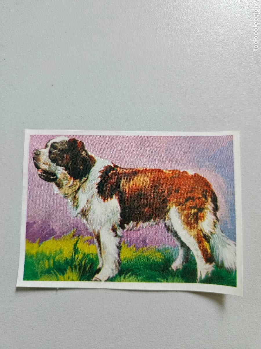 Coleccionismo Cromos antiguos: Panorama animales y plantas cromo n&ordm; 266, &aacute;lbum Maga, 1976