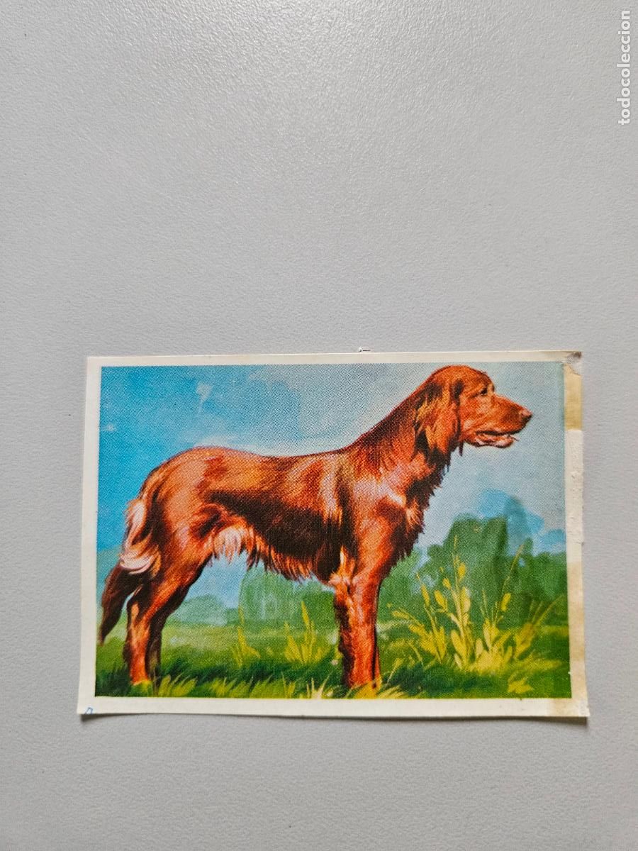 Coleccionismo Cromos antiguos: Panorama animales y plantas cromo n&ordm; 267, &aacute;lbum Maga, 1976