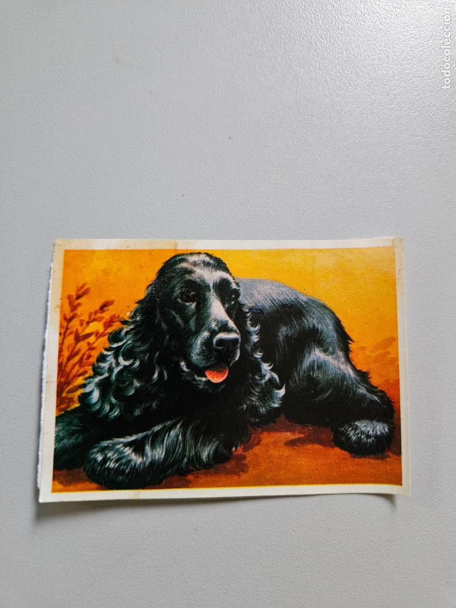 Collezionismo Figurine antiche: Panorama animales y plantas cromo n&ordm; 268, &aacute;lbum Maga, 1976