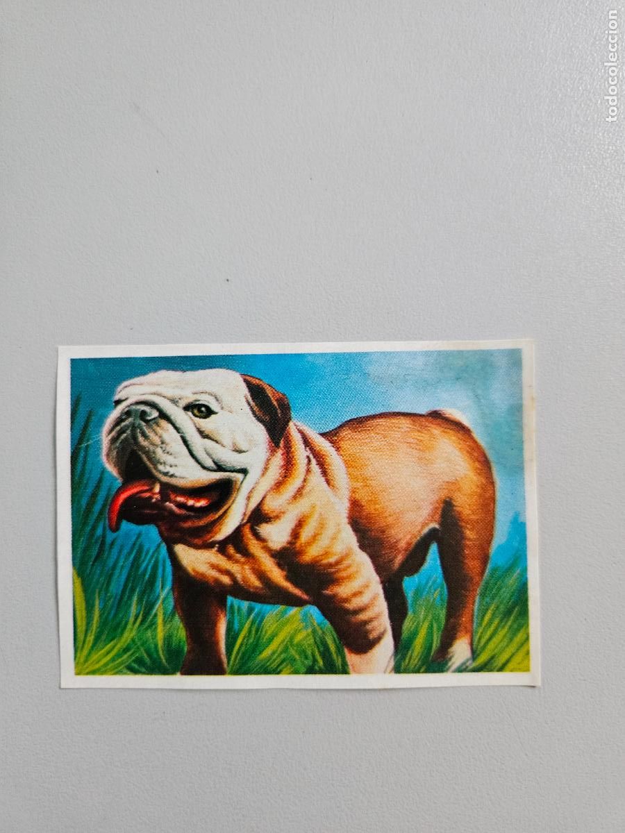 Coleccionismo Cromos antiguos: Panorama animales y plantas cromo n&ordm; 269, &aacute;lbum Maga, 1976