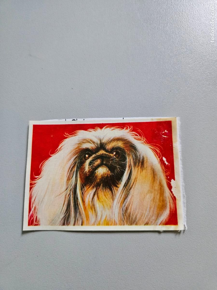 Coleccionismo Cromos antiguos: Panorama animales y plantas cromo n&ordm; 270, &aacute;lbum Maga, 1976