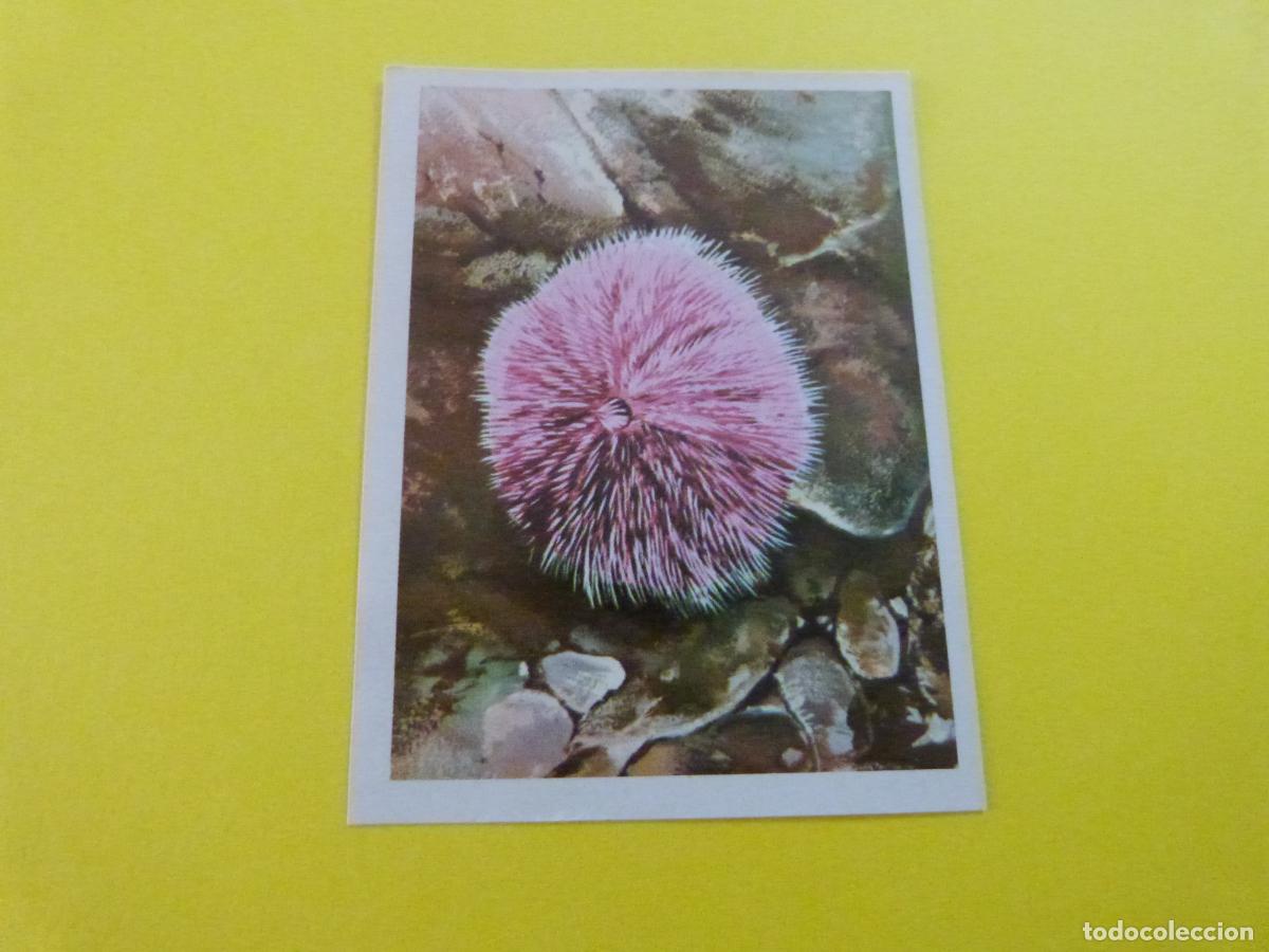 Coleccionismo Cromos antiguos: CROMO DE EL MAR FUENTE DE VIDA DESPEGADO N&ordm; 65 A&Ntilde;O 1973 DEL ALBUM EL MAR FUENTE DE VIDA RUIZ ROMERO