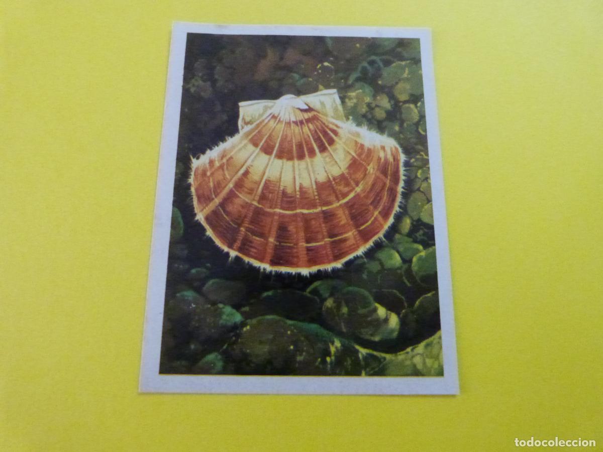 Coleccionismo Cromos antiguos: CROMO DE EL MAR FUENTE DE VIDA DESPEGADO N&ordm; 80 A&Ntilde;O 1973 DEL ALBUM EL MAR FUENTE DE VIDA RUIZ ROMERO