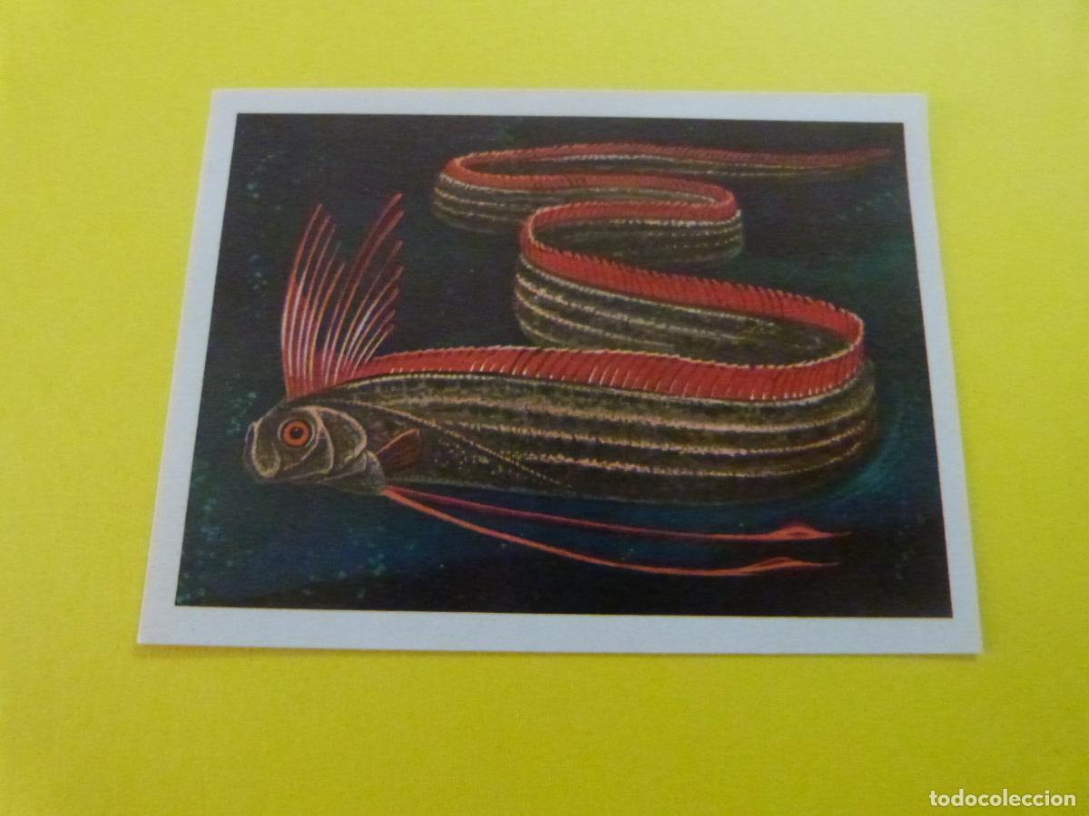 Coleccionismo Cromos antiguos: CROMO DE EL MAR FUENTE DE VIDA DESPEGADO N&ordm; 85 A&Ntilde;O 1973 DEL ALBUM EL MAR FUENTE DE VIDA RUIZ ROMERO