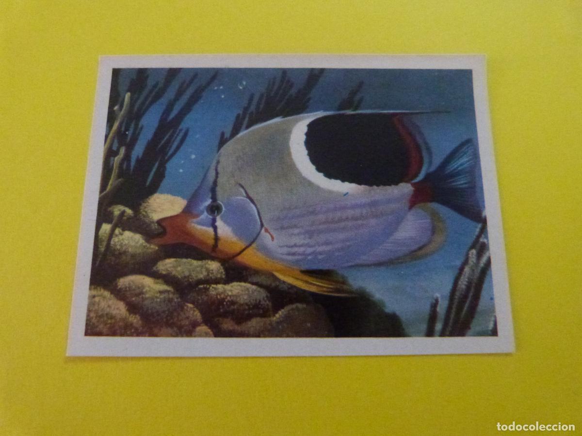 Coleccionismo Cromos antiguos: CROMO DE EL MAR FUENTE DE VIDA DESPEGADO N&ordm; 93 A&Ntilde;O 1973 DEL ALBUM EL MAR FUENTE DE VIDA RUIZ ROMERO