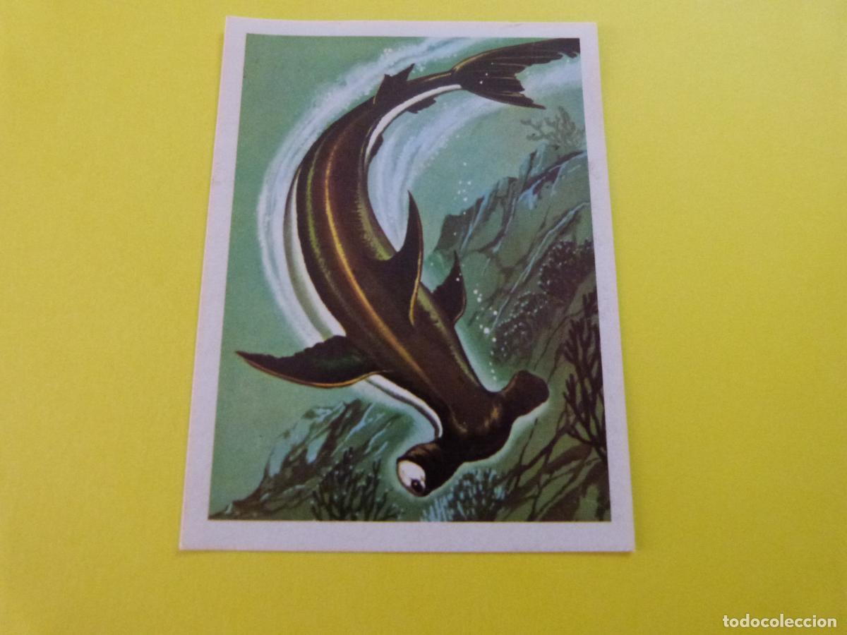 Coleccionismo Cromos antiguos: CROMO DE EL MAR FUENTE DE VIDA DESPEGADO N&ordm; 108 A&Ntilde;O 1973 DEL ALBUM EL MAR FUENTE DE VIDA RUIZ ROMERO