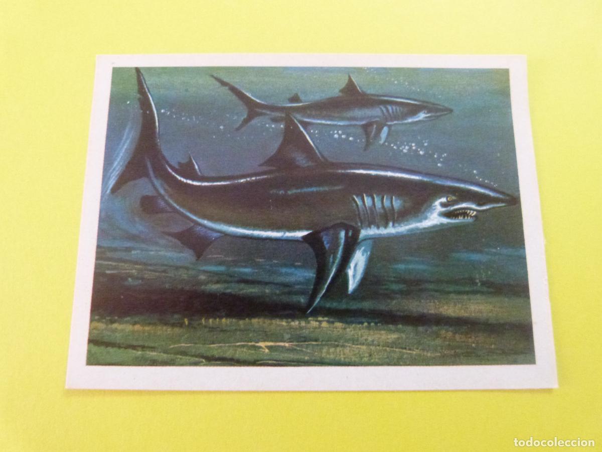 Coleccionismo Cromos antiguos: CROMO DE EL MAR FUENTE DE VIDA DESPEGADO N&ordm; 110 A&Ntilde;O 1973 DEL ALBUM EL MAR FUENTE DE VIDA RUIZ ROMERO