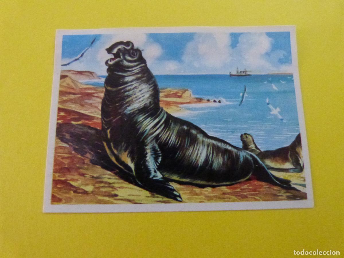 Coleccionismo Cromos antiguos: CROMO DE EL MAR FUENTE DE VIDA DESPEGADO N&ordm; 121 A&Ntilde;O 1973 DEL ALBUM EL MAR FUENTE DE VIDA RUIZ ROMERO