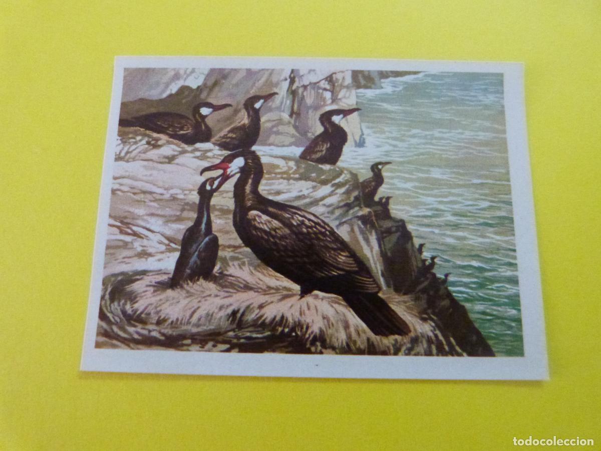 Coleccionismo Cromos antiguos: CROMO DE EL MAR FUENTE DE VIDA DESPEGADO N&ordm; 131 A&Ntilde;O 1973 DEL ALBUM EL MAR FUENTE DE VIDA RUIZ ROMERO