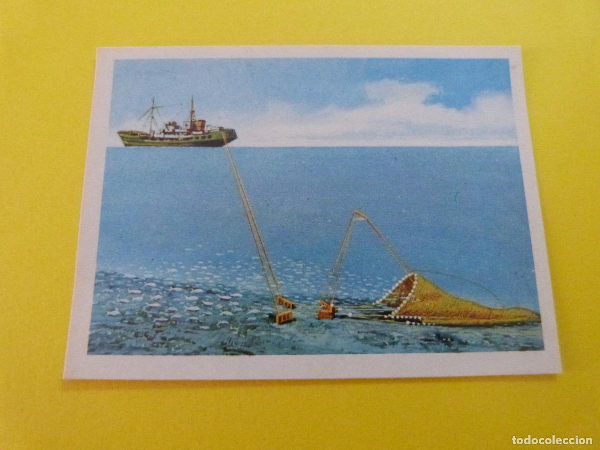 Coleccionismo Cromos antiguos: CROMO DE EL MAR FUENTE DE VIDA DESPEGADO N&ordm; 145 A&Ntilde;O 1973 DEL ALBUM EL MAR FUENTE DE VIDA RUIZ ROMERO