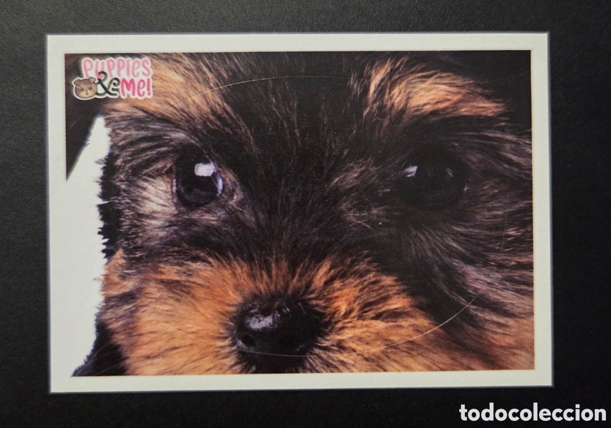 Coleccionismo Cromos antiguos: Cromo n&deg; 40 Puppies and me Panini 2021