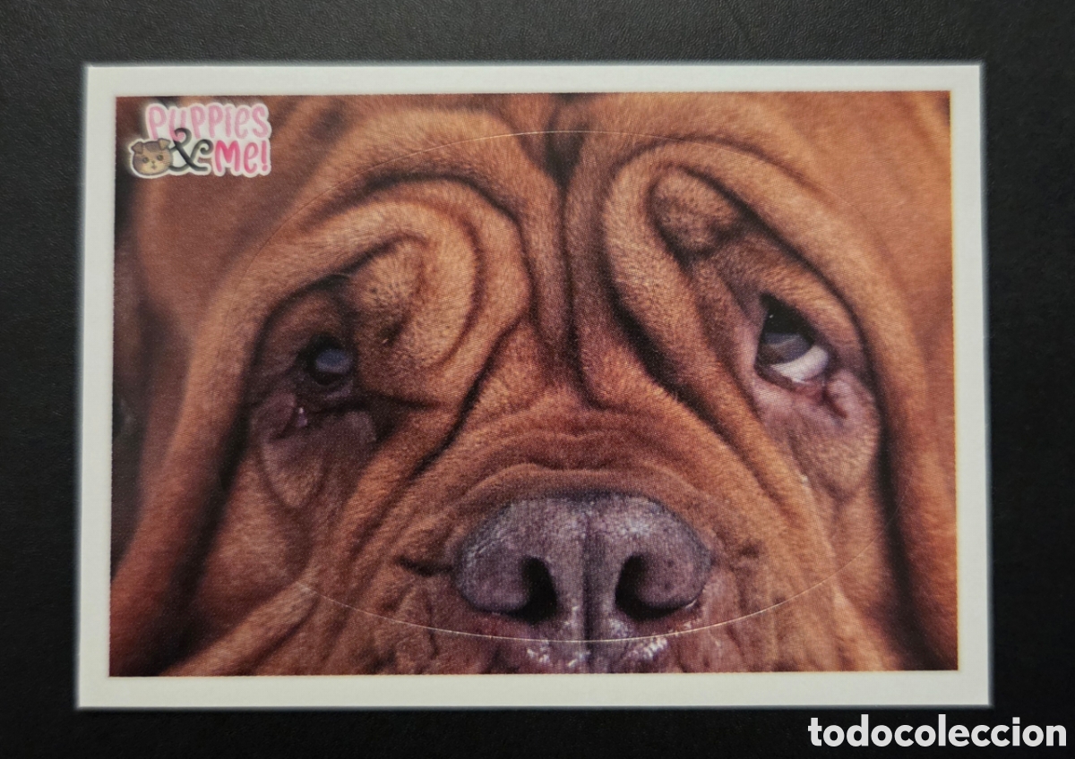 Coleccionismo Cromos antiguos: Cromo n&deg; 163 Puppies and me Panini 2021