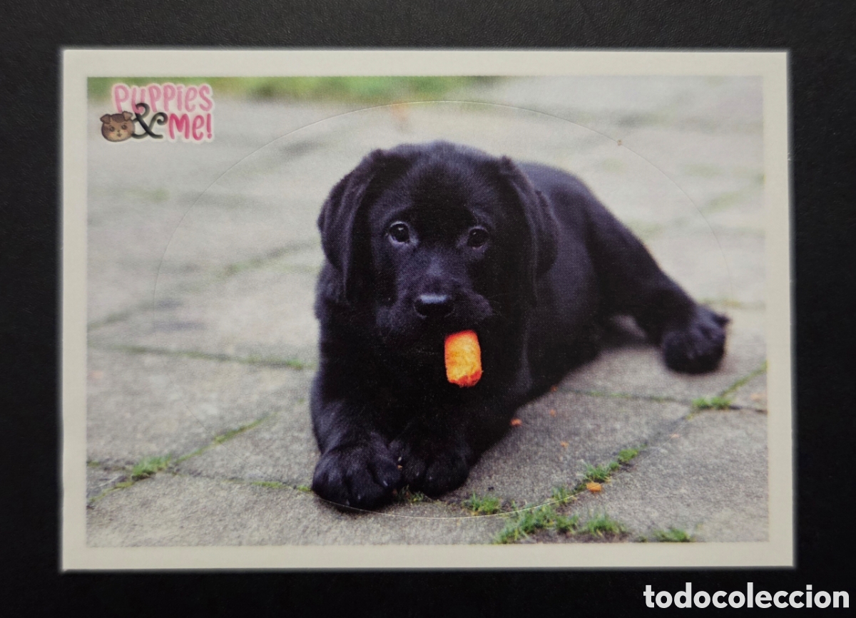 Coleccionismo Cromos antiguos: Cromo n&deg; 131 Puppies and me Panini 2021