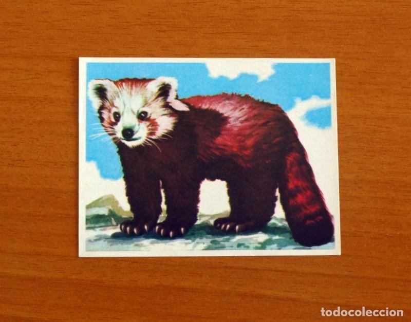 Coleccionismo Cromos antiguos: Asia y sus Habitantes -N&ordm; 92 Panda Menor -Editorial Maga A&ntilde;o 1972 -Cromo Nunca Pegado