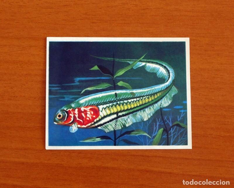 Coleccionismo Cromos antiguos: Asia y sus Habitantes -N&ordm; 118 Pez Cristal -Editorial Maga A&ntilde;o 1972 -Cromo Nunca Pegado