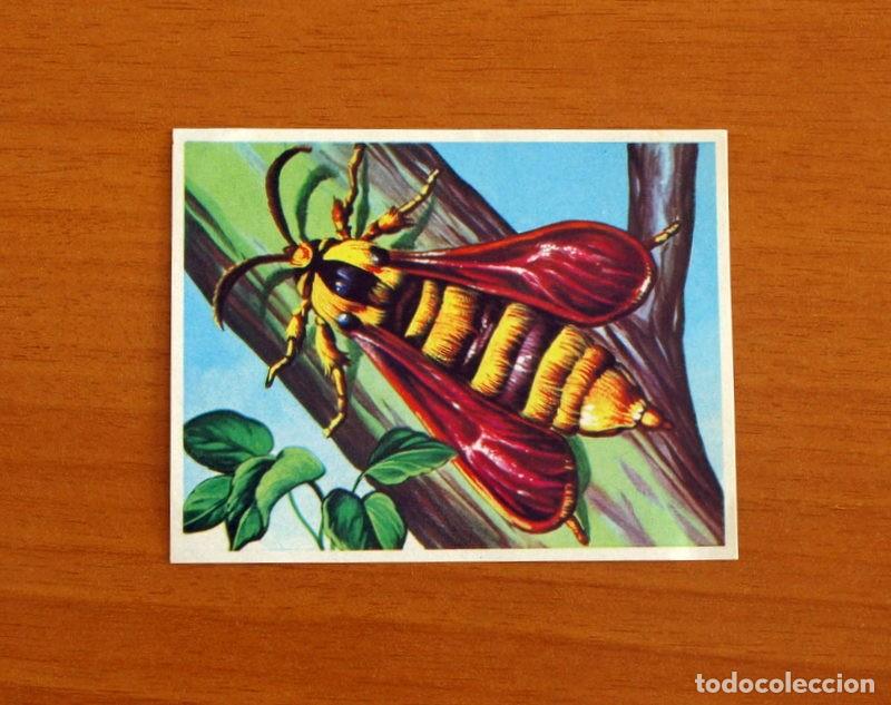 Coleccionismo Cromos antiguos: Asia y sus Habitantes - N&ordm; 132 Asia y Europa - Editorial Maga A&ntilde;o 1972 - Cromo Nunca Pegado