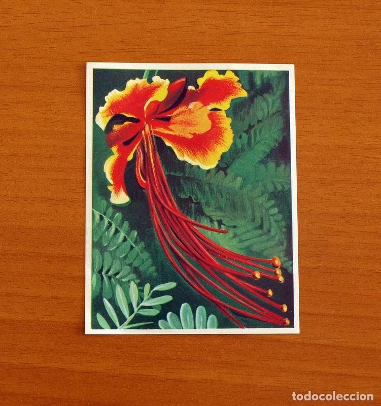 Coleccionismo Cromos antiguos: Asia y sus Habitantes - N&ordm; 141 Asia Tropical - Editorial Maga A&ntilde;o 1972 - Cromo Nunca Pegado