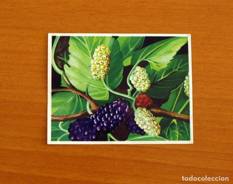 Coleccionismo Cromos antiguos: Asia y sus Habitantes - N&ordm; 143 Mora Negra - Editorial Maga A&ntilde;o 1972 - Cromo Nunca Pegado