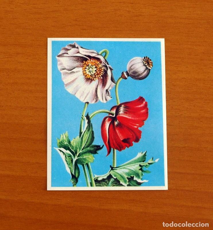 Coleccionismo Cromos antiguos: Asia y sus Habitantes - N&ordm; 154 Amapolas - Editorial Maga A&ntilde;o 1972 - Cromo Nunca Pegado