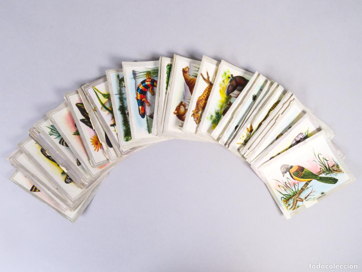 Coleccionismo Cromos antiguos: 49 cromos &aacute;lbum Vida y Color 1 1965 ver n&uacute;meros descripci&oacute;n