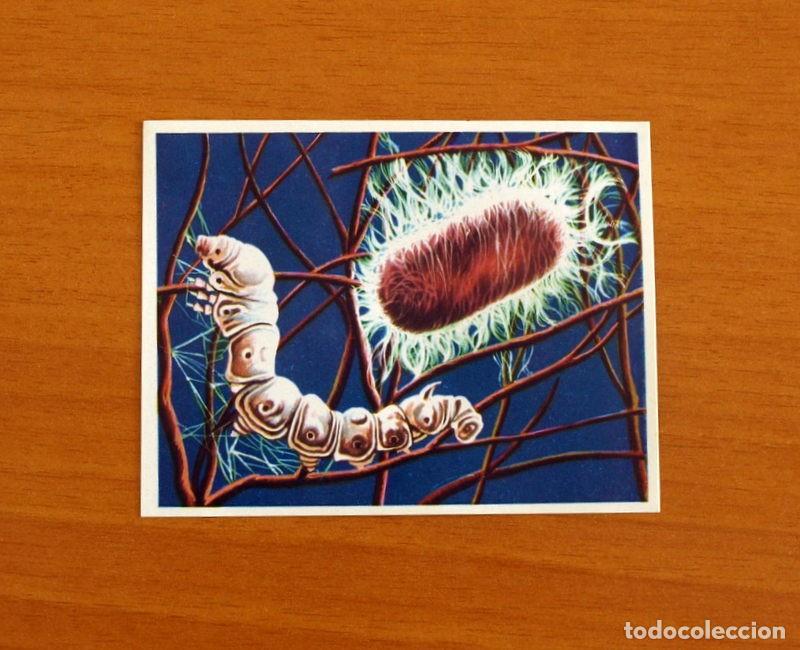 Coleccionismo Cromos antiguos: Asia y sus Habitantes -N&ordm; 242 Fu Hsi Emperador de China -Editorial Maga A&ntilde;o 1972 -Cromo Nunca Pegado