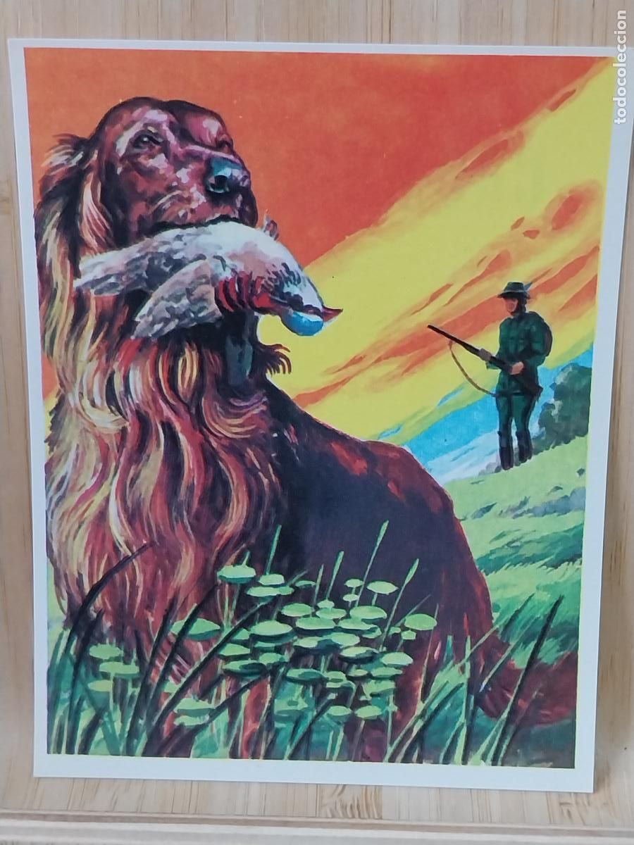 Coleccionismo Cromos antiguos: CAZA PERRO CROMOHISTORIA A&Ntilde;O 1967 CROMO 98 * SIN PEGAR NUNCA MAGA 9X7CMS ORIGINAL VINTAGE